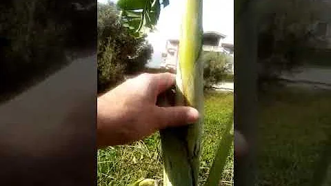 Come si chiama l'albero delle banane?
