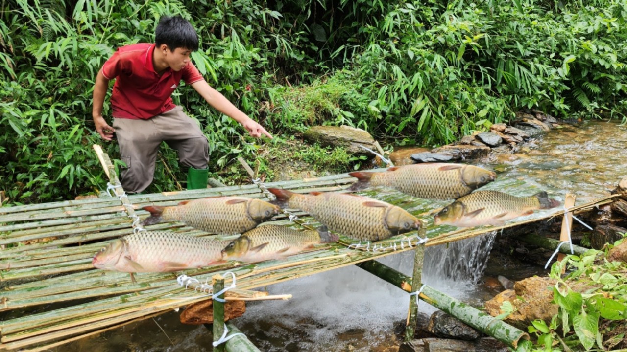 The boy Lam cleverly used bamboo to make a fish trap. And caught a lot ...