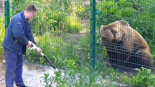 Пылевой душ от папы Андрея. Медведь Мансур 🐻💕