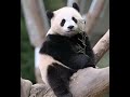 辉宝宝变身 睿宝辉宝 它真的好像个小宝宝 哪吒2 小奶音 辉宝宝变身 睿宝辉宝 它真的好像个小宝宝 哪吒2 小奶音