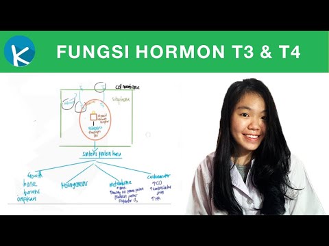 Video: Hormon Tiroid: Fungsi Apa