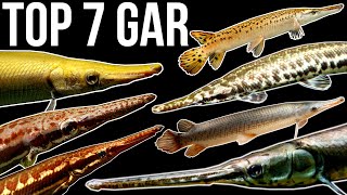 Top 7 Gar Species