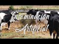 Inseminación Artificial en Vacas