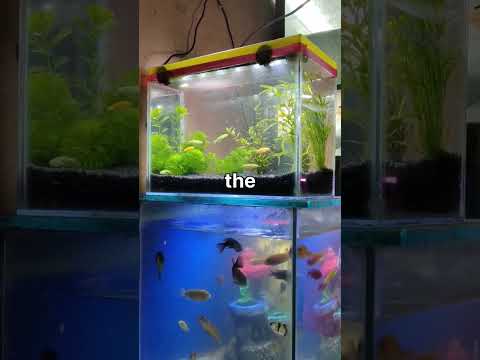 Video: Ինչու՞ glassfish սերվերը չի սկսվում: