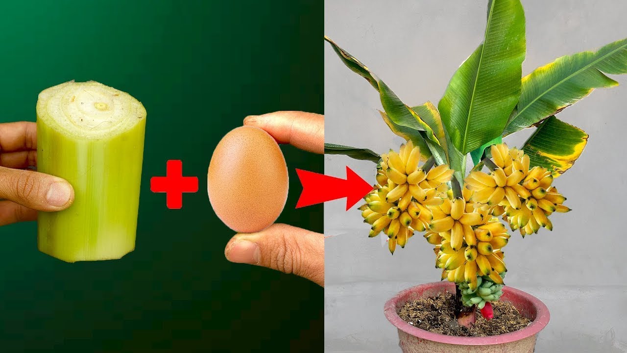 Great Technique For Grafting Banana Tree Growing fast with aloe vera