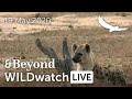 WILDwatch Live | 19 May, 2020 | Morning Safari | Ngala Private Game Reserve