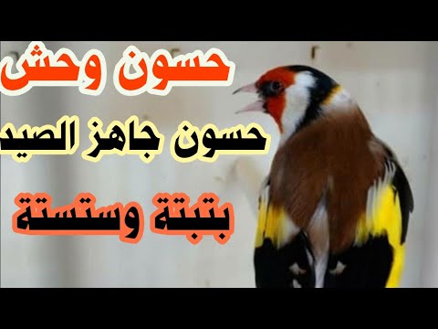 بتبتاات الصيد اقوى تغريد حسون جاهز الصيد Chand Chardonneret Carduelis Carduelis