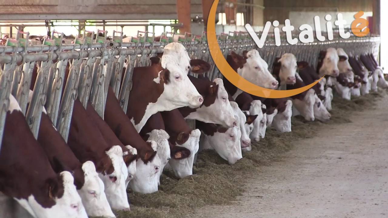 La race Montbéliarde