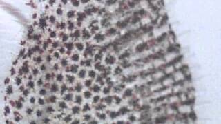 Fish scale chromatophores - effect of epinephrine