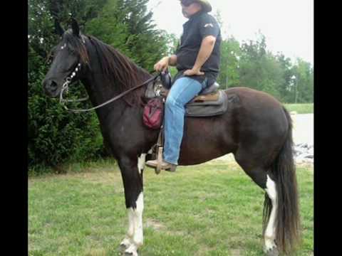 Liberty BIG Stout Built Gaited Trail Horse For Sal...