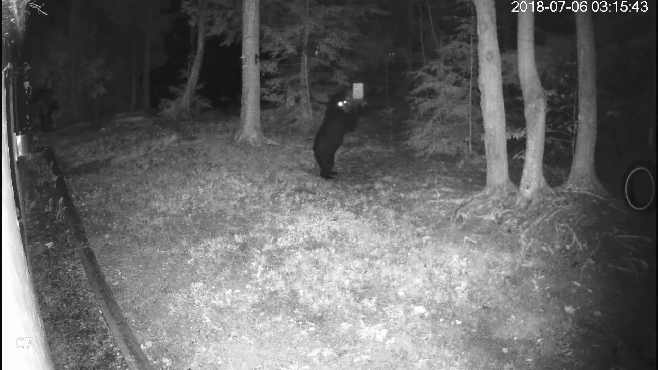 Black Bear And Bird Feeder On Views From Little Kennisis Lake In