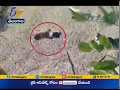 Viral video: Man plays dead to protect himself from tiger