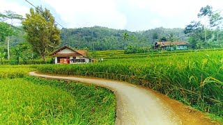 SUNGGUH INDAH! Pemandangan Alam Tasikmalaya, Suasana Pedesaan Jawa Barat, Beautiful Village Atmosfer