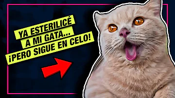 ¿Son más cariñosas las gatas esterilizadas?