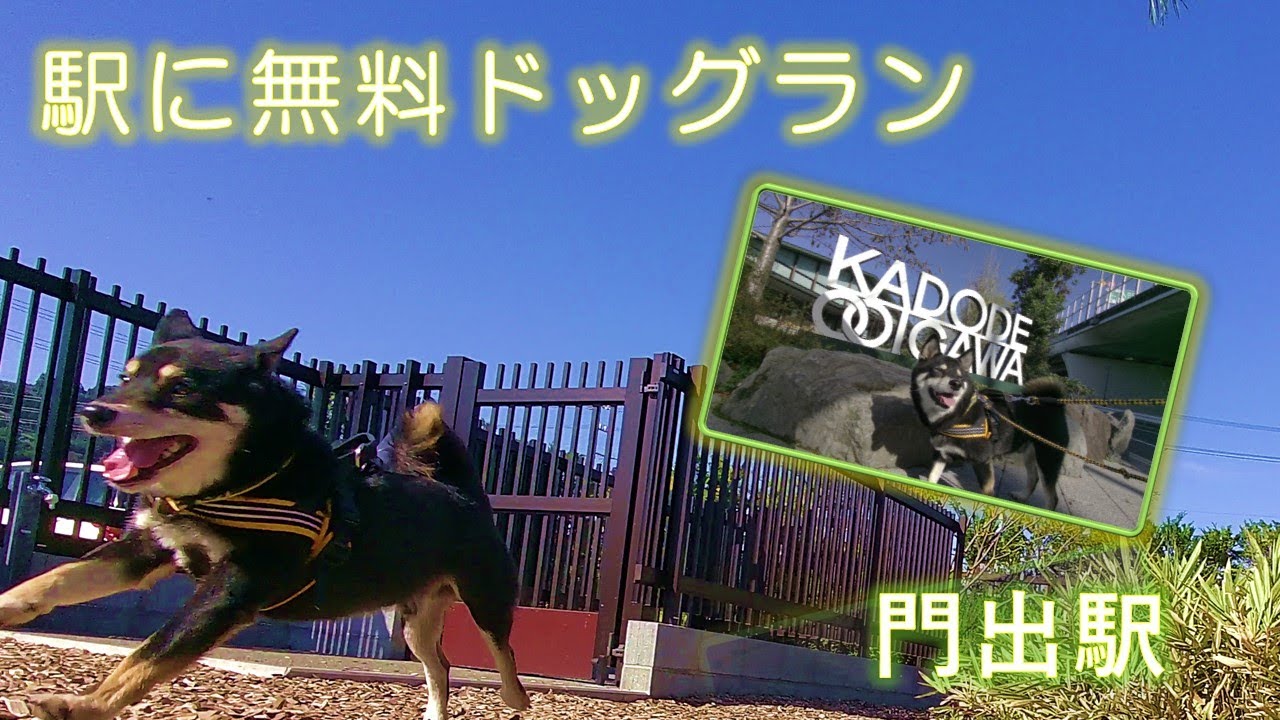 黒柴 無料ドッグランがある大井川鐡道 門出駅 Youtube