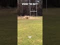 Special Forces K9 Training Whose The Bait 💀 #military #shorts #army