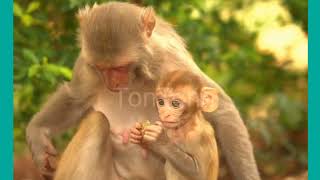 white monkey beautiful monkey monkey feed #monkey