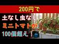 200円のケースからミニトマトが100個以上!土なし、虫なし、マンションでもできた水耕栽培120日の全記録