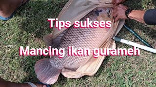 Trik Cara Memancing Ikan Gurame Ini Triknya Supaya Dapat Banyak Ikan Gurameh