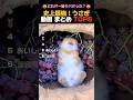 史上最強!うさぎ動画 まとめ TOP6
