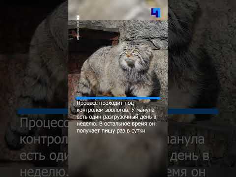 Манул Тимофей начал «разжировку» и готовится к теплому сезону