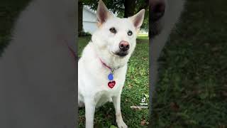 Ayla the certified therapy dog #mountainhomearkansas #TherapyDog #AssistedLiving #RetirementHomes