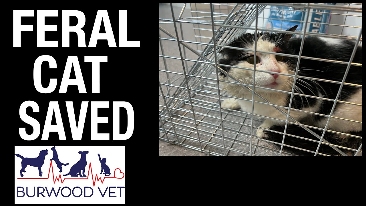 Feral cat saved! This cat's life is transformed at Burwood Vet YouTube