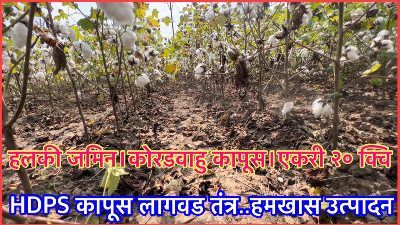 हलक्या जमिनित कापसाचे २० क्वि उत्पादन।HDPS तंत्र