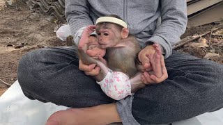 Baby monkey MB happily plays with his father with a homemade needle bracelet