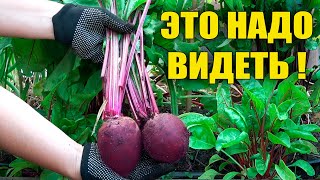 БУКЕТНЫЙ СПОСОБ ВЫРАЩИВАНИЯ СВЕКЛЫ!