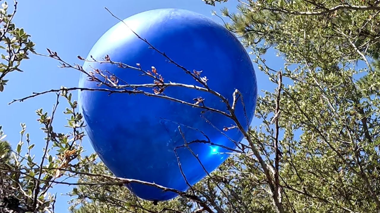 6 Navy Blue 18 Inch Balloons in Trees Playing and Popping, Forest Balloon Play to Pop 57