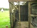 Gibbons Funny - Trotters World of Animals