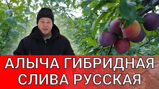 лучше чем слива! вместо сливы посадите алычу гибридную и не благодарите