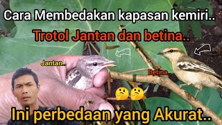 Cara Membedakan kapasan kemiri trotol jantan dan betina..!!2022🐦🐦