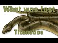 Titanoboa - The Largest Snake to Ever Exist - What Was Lost Ep.8