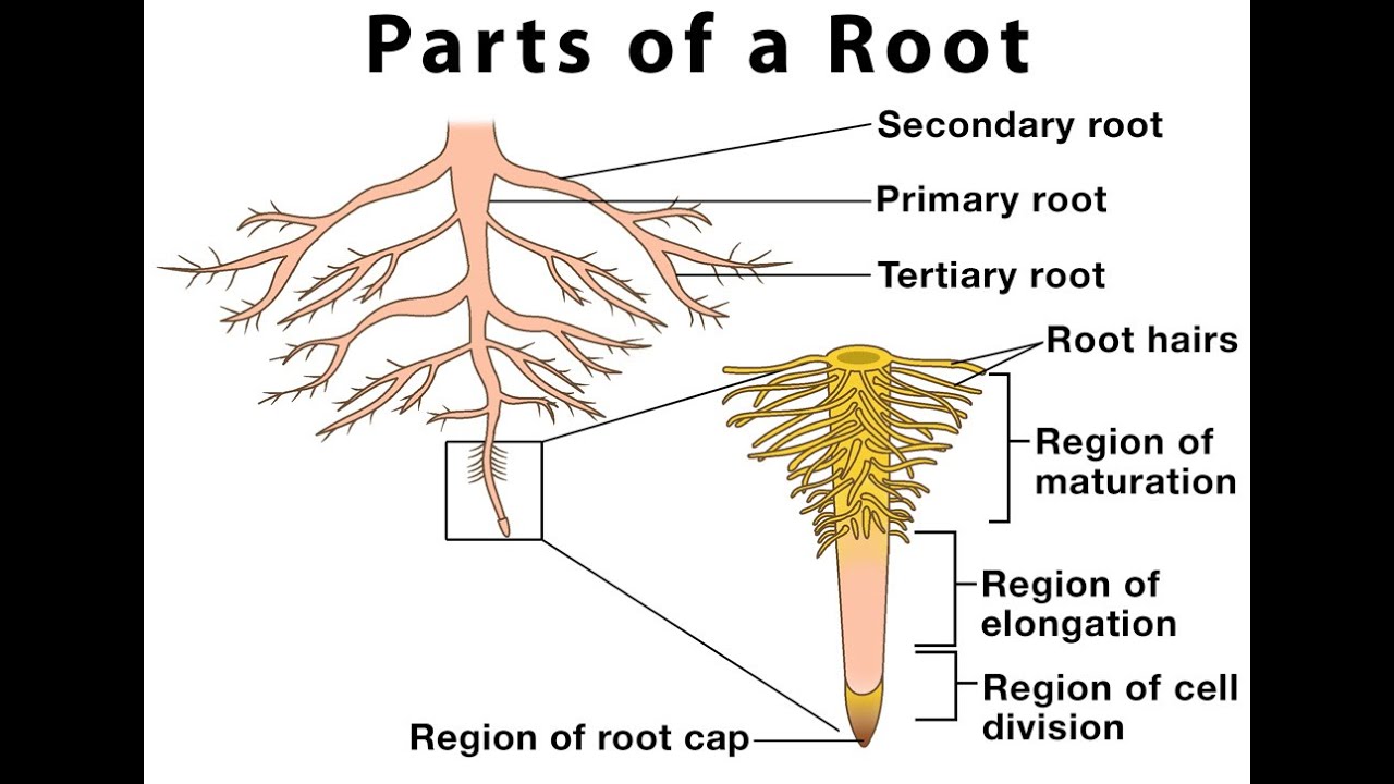 I root com. Root structure. Secondary structure of the root. Parts of root. The structure of the root Zones.