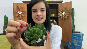 Como saber se a suculenta gosta de sol ou sombra?