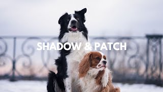 Border Collie Shadow and CKC Patch