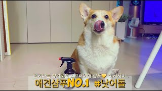 애견 샴푸 뭐쓰나요? 정착못한 사람 손 크림파티 펫 샴푸/낫어돌