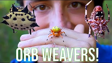 Orb Weaver Spiders: Everything You Need To Know!