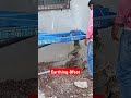 Solar Earthing 8feet long #solarpannel #solar #earthing #earth #chemical #electrical