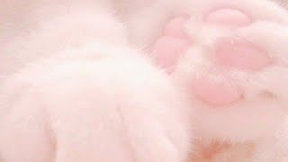 Aesthetic Soft cat wallpaper 🌌🦋🌟 screenshot 2