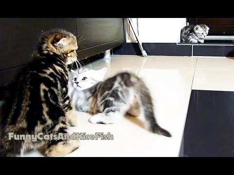 funny cats sleeping in weird positions compilation 2014 funnyplox Kittens Fight Club | Part 2