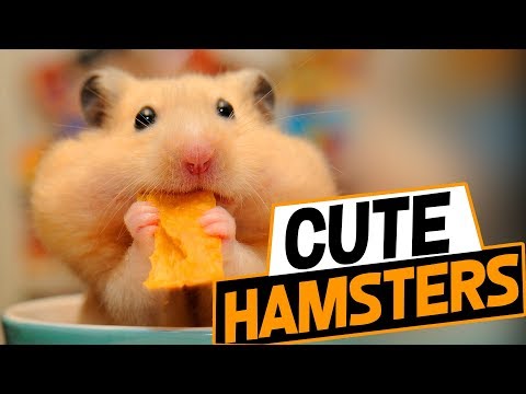 funny-hamster-videos-try-not-to-laugh-2018