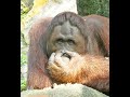 鼻をほじるオランウータン/ Orangutan picks nose #Shorts