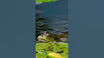 Лягушка отряд бесхвостых