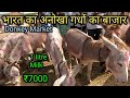     indias unique donkey market