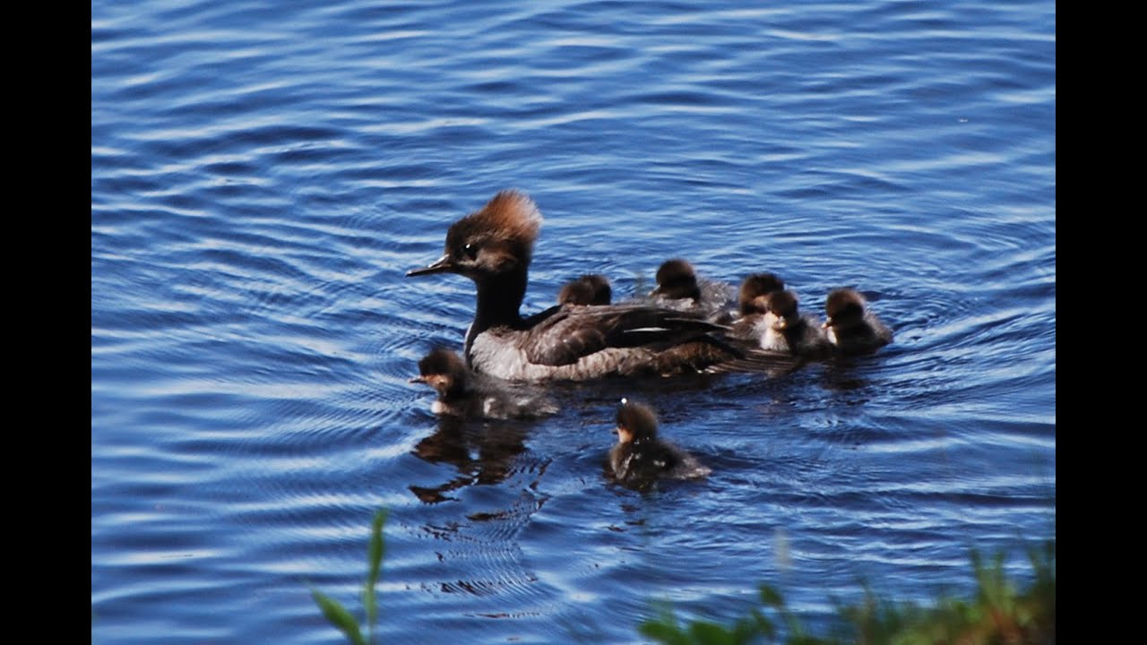 Hooded Merganser Ducks Fledging