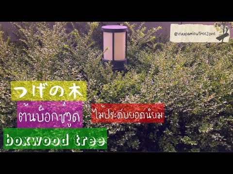 วีดีโอ: ปลูก Boxwood: เคล็ดลับในการดูแลต้น Boxwood