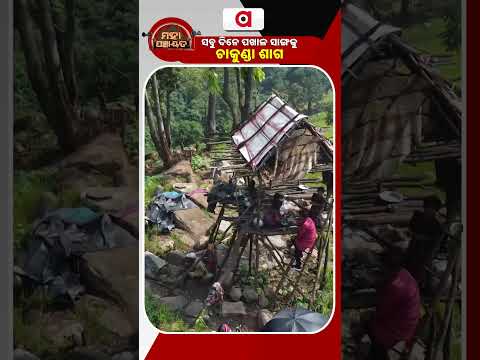 ସବୁ ଦିନେ ପଖାଳ ସାଙ୍ଗକୁ ଚାକୁଣ୍ଡା ଶାଗ |Maha Panchayat | Argus Reels | Nagada | GurubariMausi